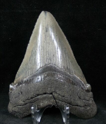 Chubutensis Fossil Tooth (Megalodon Ancestor) #13286